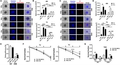 Non-small cell lung cancer cells and concomitant cancer therapy induce a resistance-promoting phenotype of tumor-associated mesenchymal stem cells